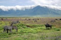 Herds of zebras and blue wildebeests graze in Ngorongoro Crater