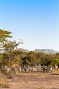 Herds of zebras. Serengeti.