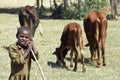 Herdsman, girl, with cattle in search of grass Royalty Free Stock Photo