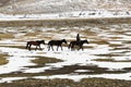 Herdsman Royalty Free Stock Photo