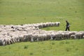 The herdsman and his sheep flock Royalty Free Stock Photo