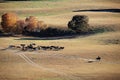 A herdsman and horses in autumn prairie Royalty Free Stock Photo