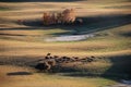 A herdsman and horses in autumn prairie Royalty Free Stock Photo