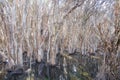 Herdsman Lake: Paper Bark Trees Royalty Free Stock Photo