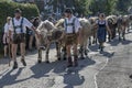 herdsmen and cows in street at Alpine Cattle Drive, Rettenberg, Germany