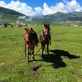 The Herdsmen of The Horse Royalty Free Stock Photo