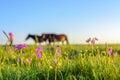 The herdsmen led the horses to walk on the grasslands