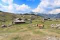 Herdsmens huts and cows on the Big Mountain Plateau in Slovenia in the Kamnik