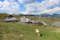 Herdsmens huts and cows on the Big Mountain Plateau in Slovenia in the Kamnik