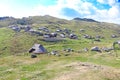 Herdsmens huts and cows on the Big Mountain Plateau in Slovenia in the Kamnik