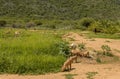 Herdswoman with a group of pigs, Otavi, Namibia