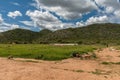 Herdswoman with a group of pigs, Otavi, Namibia Royalty Free Stock Photo