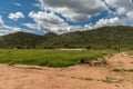 Herdswoman with a group of pigs, Otavi, Namibia