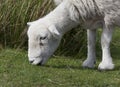 Herdwick closeup