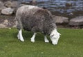 Herdwick grazing