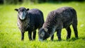 Herdwick lambs grazing