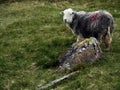 Herdwick sheep by boulder on grass