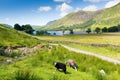 Herdwick sheep Buttermere Lake District Cumbria England uk on a beautiful sunny summer day surrounded by fells Royalty Free Stock Photo