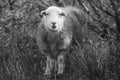 Herdwick sheep caught by surprise!