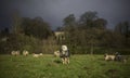 Herdwick Sheep