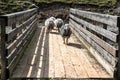 Herdwick Sheep Crossing Bridge