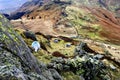 Herdwick Sheep on the fells