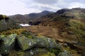 Herdwick Sheep on the fells