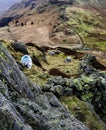 Herdwick Sheep on the fells Royalty Free Stock Photo