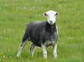 Herdwick Sheep