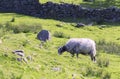 Herdwick Sheep Grazing on Green Grass Royalty Free Stock Photo