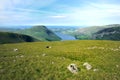 Herdwick sheep grazing high above Wast Water Royalty Free Stock Photo