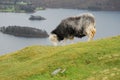 Herdwick Sheep