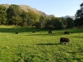 Herdwick sheep grazing late evening Royalty Free Stock Photo