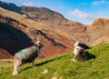 Herdwick sheep on hill at Mickleden Langdale with Bow Fell and Rossett Pike in background Royalty Free Stock Photo