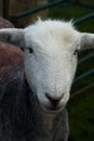 Herdwick sheep