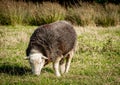 Herdwick Sheep