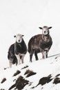 Herdwick sheep at the snowy Lake District in Scotland Royalty Free Stock Photo