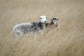 Herdwick Sheep on the South Downs Royalty Free Stock Photo