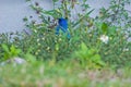 Indigo Bunting Royalty Free Stock Photo