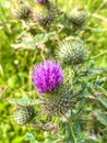 Lavender Purple Thistle Blossom