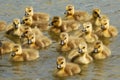 Here Come Goslings! Royalty Free Stock Photo