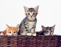 Here comes the cuteness. Studio shot of a basket full of adorable kittens. Royalty Free Stock Photo