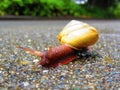 Here Comes the Snail
