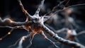 Here is a detailed closeup image of a nerve cell located in the brain Royalty Free Stock Photo
