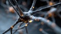 Here is a detailed closeup image of a nerve cell located in the brain Royalty Free Stock Photo