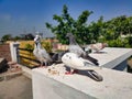 Here five pigeons sit together and eat wheat Royalty Free Stock Photo