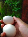 here are 2 free-range chicken eggs. contains a lot of protein, and is suitable for consumption for sports lovers