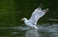 Here We Go! Herring gull larus argentatus trying to take off from lake.