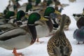 Ducks in winter Royalty Free Stock Photo