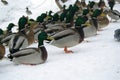 Ducks in winter Royalty Free Stock Photo